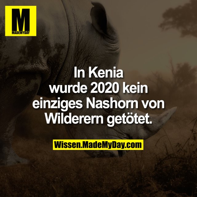 In Kenia wurde 2020 kein einziges Nashorn von Wilderern getötet.