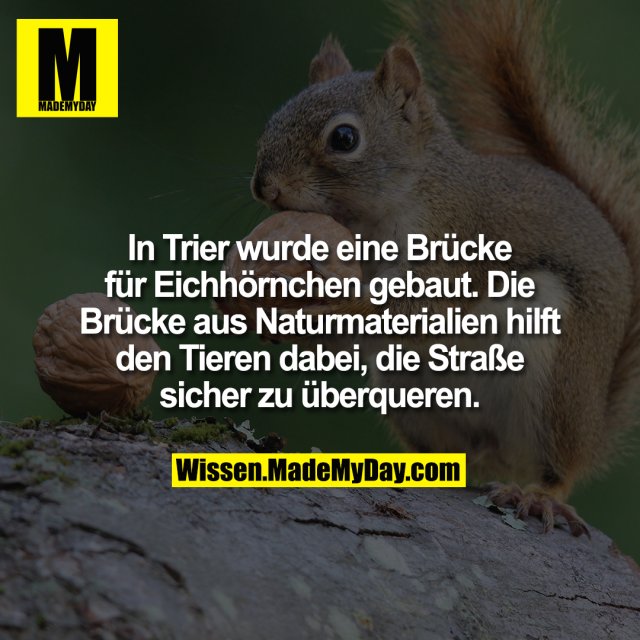 In Trier wurde eine Brücke für Eichhörnchen gebaut. Die Brücke aus Naturmaterial hilft den Tieren dabei, die Straße sicher zu überqueren.