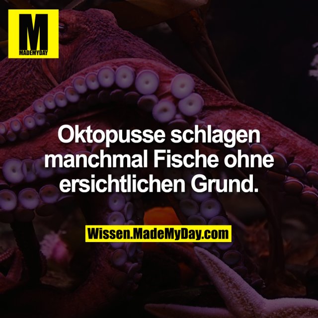 Oktopusse schlagen manchmal Fische ohne ersichtlichen Grund.