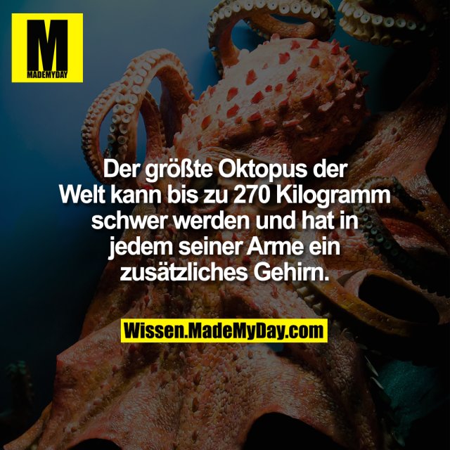 Der größte Oktopus der Welt kann bis zu 270 Kilogramm schwer werden und hat in jedem seiner Arme ein zusätzliches Gehirn.