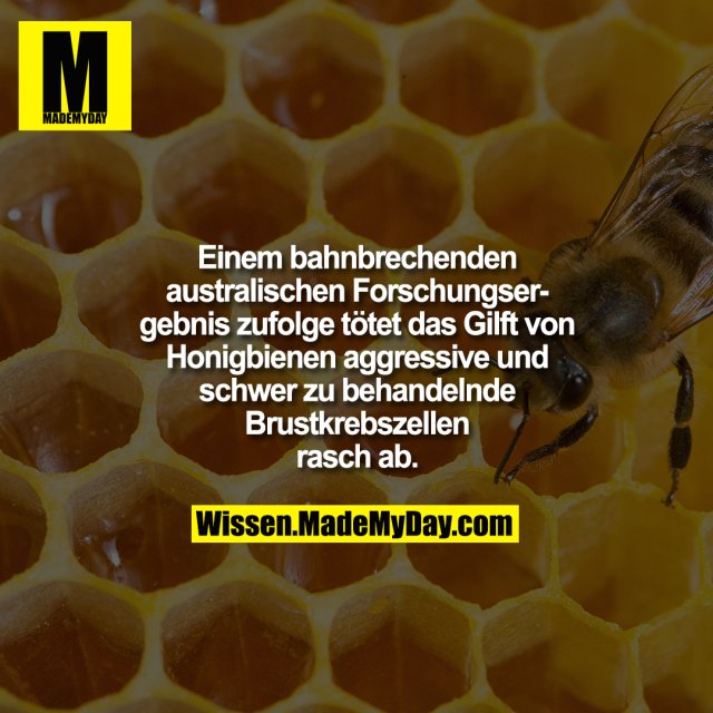 Einem bahnbrechenden australischen Forschungsergebnis zufolge tötet das Gilft von Honigbienen aggressive und schwer zu behandelnde Brustkrebszellen rasch ab.