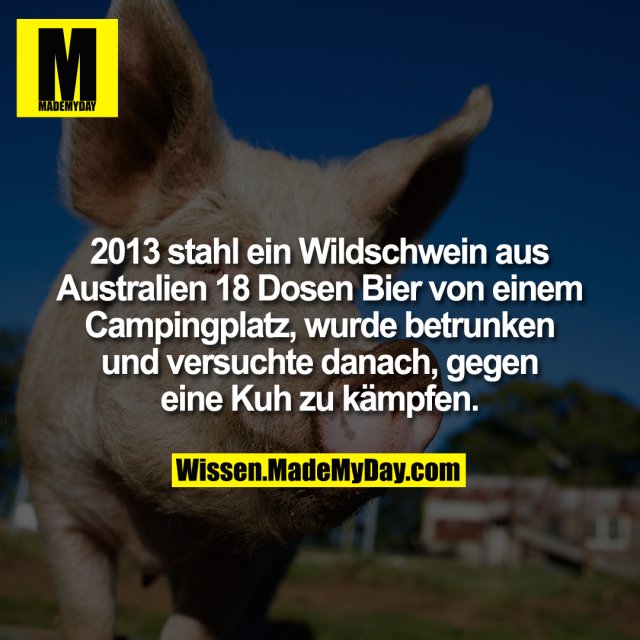 2013 stahl ein Wildschwein aus Australien 18 Dosen Bier von einem Campingplatz, wurde betrunken und versuchte danach, gegen eine Kuh zu kämpfen.