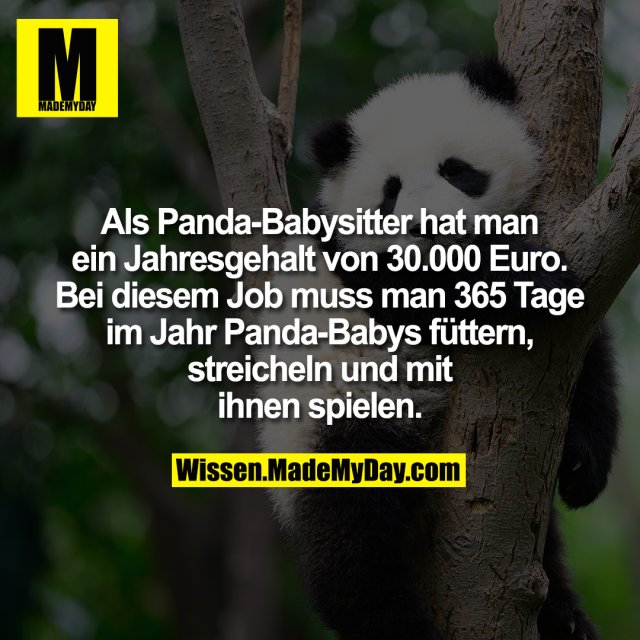 Als Panda-Babysitter hat man ein Jahresgehalt von 30.000 Euro. Bei diesem Job muss man 365 Tage im Jahr Panda-Babys füttern, streicheln und mit ihnen spielen.