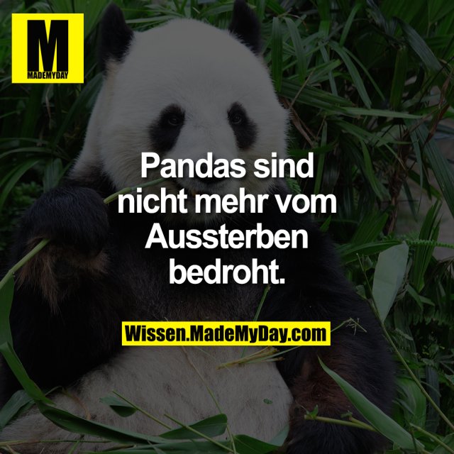 Pandas sind nicht mehr vom Aussterben bedroht.