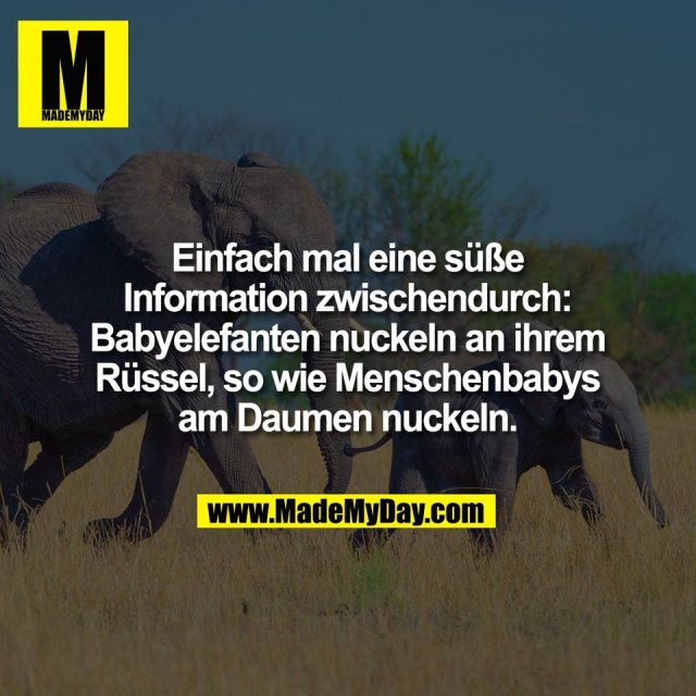 Einfach mal eine süße<br />
Information zwischendurch:<br />
Babyelefanten nuckeln an ihrem<br />
Rüssel, so wie Menschenbabys<br />
am Daumen nuckeln.