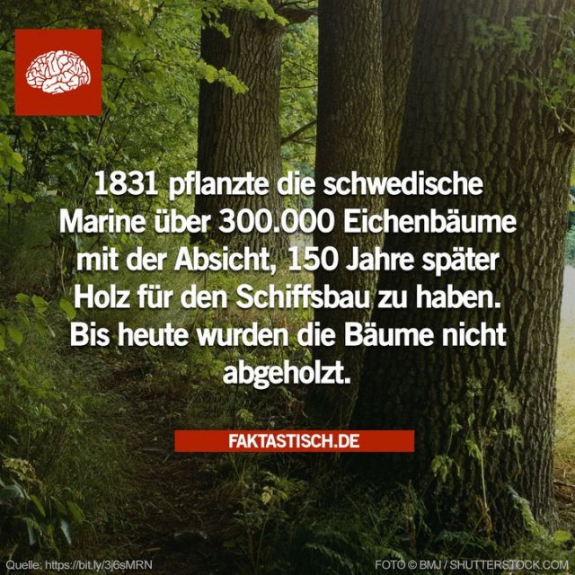 Eiche wird seit Jahrhunderten traditionell im Schiffbau verwendet, da das Holz unglaublich stark ist und die Struktur bei richtiger Pflege gerade und gleichmäßig verläuft 🌳