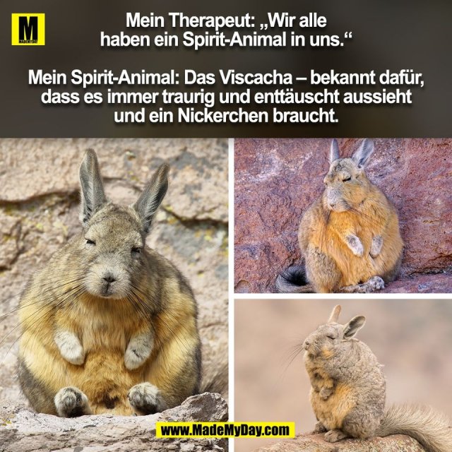 Mein Therapeut: „Wir alle<br />
haben ein Spirit-Animal in uns.“<br />
<br />
Mein Spirit-Animal: Das Viscacha – bekannt dafür,<br />
dass es immer traurig und enttäuscht aussieht<br />
und ein Nickerchen braucht.<br />
(BILD)
