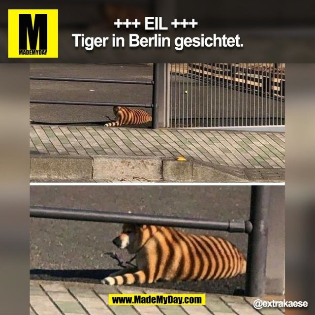 +++ EIL +++<br />
Tiger in Berlin gesichtet.<br />
@extrakaese <br />
(BILD)