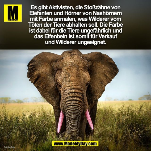 Es gibt Aktivisten, die Stoßzähne von<br />
Elefanten und Hörner von Nashörnern<br />
mit Farbe anmalen, was Wilderer vom<br />
Töten der Tiere abhalten soll. Die Farbe<br />
ist dabei für die Tiere ungefährlich und<br />
das Elfenbein ist somit für Verkauf<br />
und Wilderer ungeeignet.