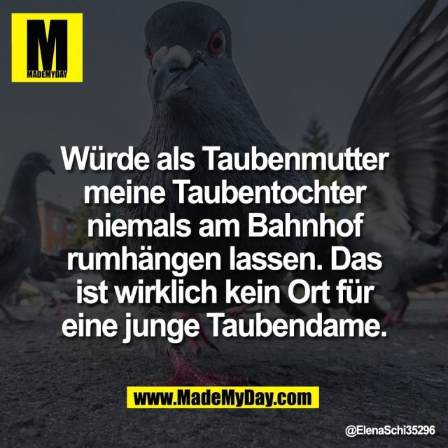 Würde als Taubenmutter<br />
meine Taubentochter<br />
niemals am Bahnhof<br />
rumhängen lassen. Das<br />
ist wirklich kein Ort für<br />
eine junge Taubendame.