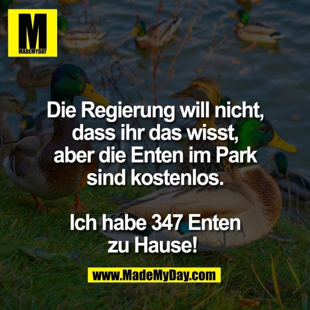 Die Regierung will nicht,<br />
dass ihr das wisst,<br />
aber die Enten im Park<br />
sind kostenlos.<br />
<br />
Ich habe 347 Enten<br />
zu Hause! 