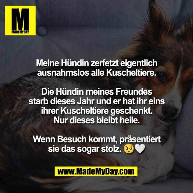 Meine Hündin zerfetzt eigentlich<br />
ausnahmslos alle Kuscheltiere.<br />
<br />
Die Hündin meines Freundes<br />
starb dieses Jahr und er hat ihr eins<br />
ihrer Kuscheltiere geschenkt.<br />
Nur dieses bleibt heile.<br />
<br />
Wenn Besuch kommt, präsentiert<br />
sie das sogar stolz. 🥺🤍