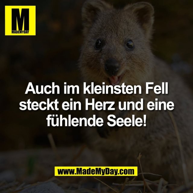 Auch im kleinsten Fell<br />
steckt ein Herz und eine<br />
fühlende Seele!