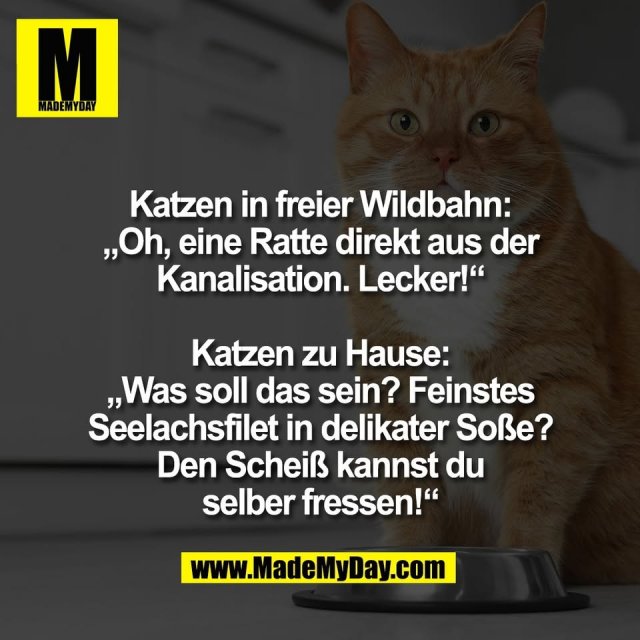 Katzen in freier Wildbahn:<br />
„Oh, eine Ratte direkt aus der<br />
Kanalisation. Lecker!“<br />
<br />
Katzen zu Hause:<br />
„Was soll das sein? Feinstes<br />
Seelachsfilet in delikater Soße?<br />
Den Scheiß kannst du<br />
selber fressen!“