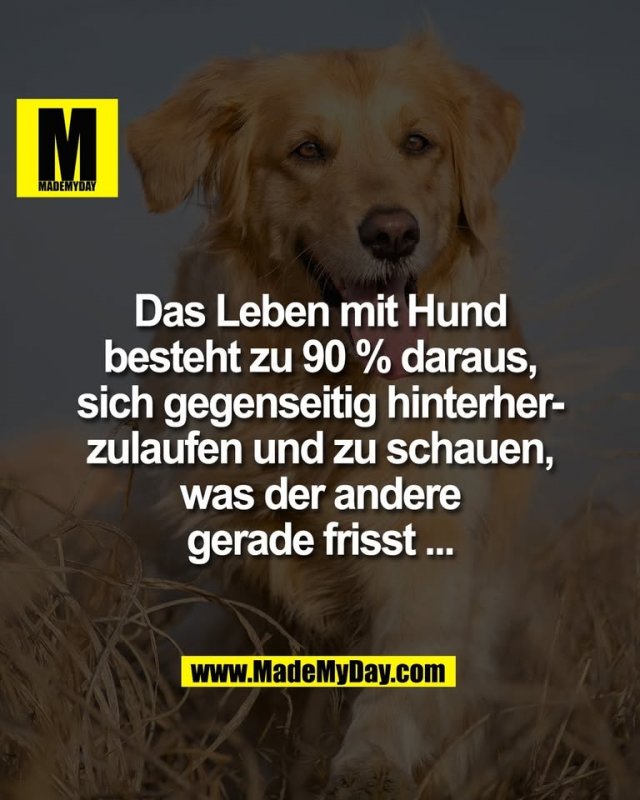 Das Leben mit Hund<br />
besteht zu 90 % daraus,<br />
sich gegenseitig hinterher-<br />
zulaufen und zu schauen,<br />
was der andere<br />
gerade frisst ...