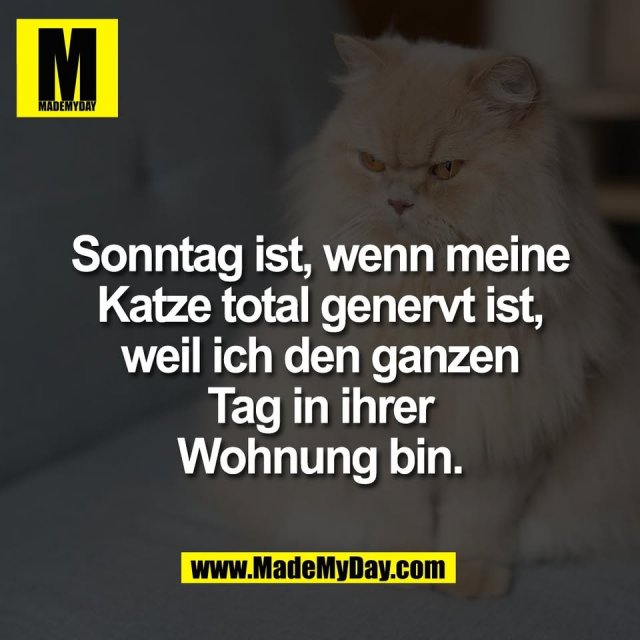 Sonntag ist, wenn meine<br />
Katze total genervt ist,<br />
weil ich den ganzen<br />
Tag in ihrer<br />
Wohnung bin.