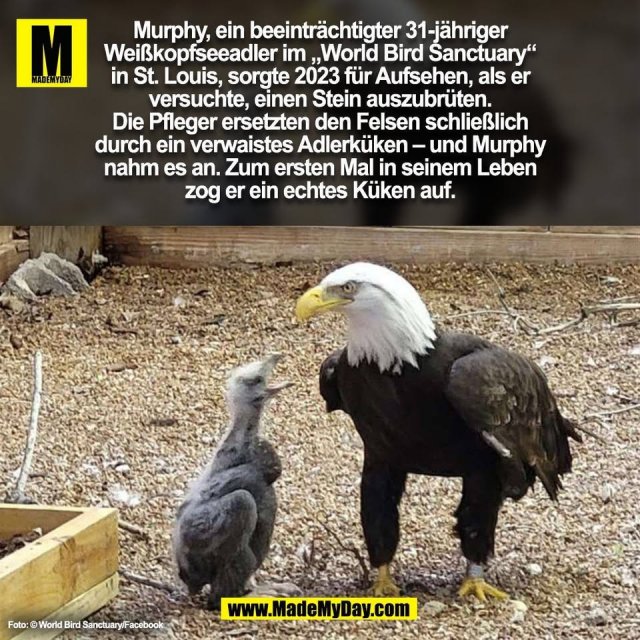 Murphy, ein beeinträchtigter 31-jähriger<br />
Weißkopfseeadler im „World Bird Sanctuary“<br />
in St. Louis, sorgte 2023 für Aufsehen, als er<br />
versuchte, einen Stein auszubrüten.<br />
Die Pfleger ersetzten den Felsen schließlich<br />
durch ein verwaistes Adlerküken – und Murphy<br />
nahm es an. Zum ersten Mal in seinem Leben<br />
zog er ein echtes Küken auf.<br />
 Foto: © World Bird Sanctuary/Facebook<br />
(BILD)