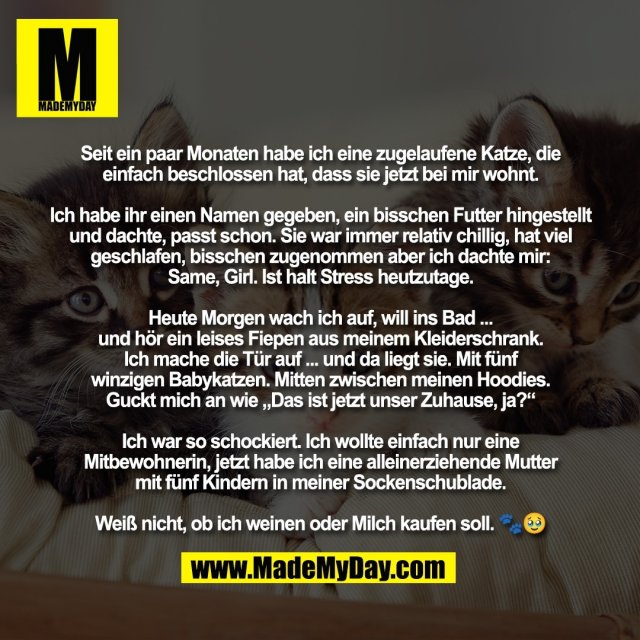 Seit ein paar Monaten habe ich eine zugelaufene Katze, die<br />
einfach beschlossen hat, dass sie jetzt bei mir wohnt.<br />
<br />
Ich habe ihr einen Namen gegeben, ein bisschen Futter hingestellt<br />
und dachte, passt schon. Sie war immer relativ chillig, hat viel<br />
geschlafen, bisschen zugenommen aber ich dachte mir:<br />
Same, Girl. Ist halt Stress heutzutage.<br />
<br />
Heute Morgen wach ich auf, will ins Bad ...<br />
und hör ein leises Fiepen aus meinem Kleiderschrank.<br />
Ich mache die Tür auf ... und da liegt sie. Mit fünf<br />
winzigen Babykatzen. Mitten zwischen meinen Hoodies.<br />
Guckt mich an wie „Das ist jetzt unser Zuhause, ja?“<br />
<br />
Ich war so schockiert. Ich wollte einfach nur eine<br />
Mitbewohnerin, jetzt habe ich eine alleinerziehende Mutter<br />
mit fünf Kindern in meiner Sockenschublade.<br />
<br />
Weiß nicht, ob ich weinen oder Milch kaufen soll. 🐾🥹