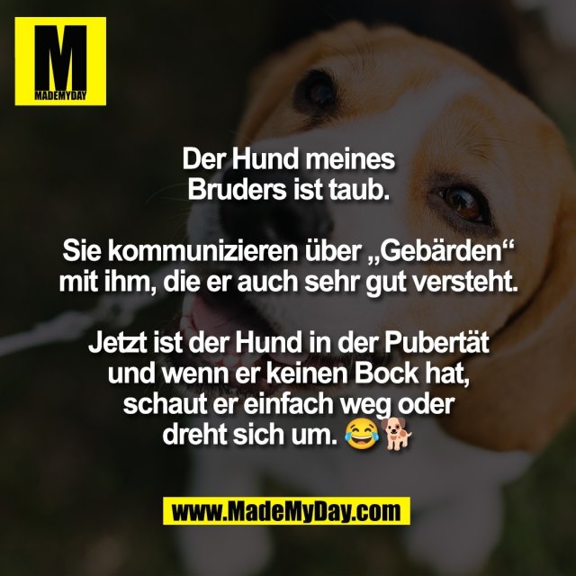 Der Hund meines<br />
Bruders ist taub.<br />
<br />
Sie kommunizieren über „Gebärden“<br />
mit ihm, die er auch sehr gut versteht.<br />
<br />
Jetzt ist der Hund in der Pubertät<br />
und wenn er keinen Bock hat,<br />
schaut er einfach weg oder<br />
dreht sich um. 😂🐕