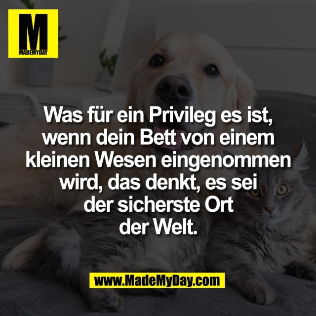 Was für ein Privileg es ist,<br />
wenn dein Bett von einem<br />
kleinen Wesen eingenommen<br />
wird, das denkt, es sei<br />
der sicherste Ort<br />
der Welt.