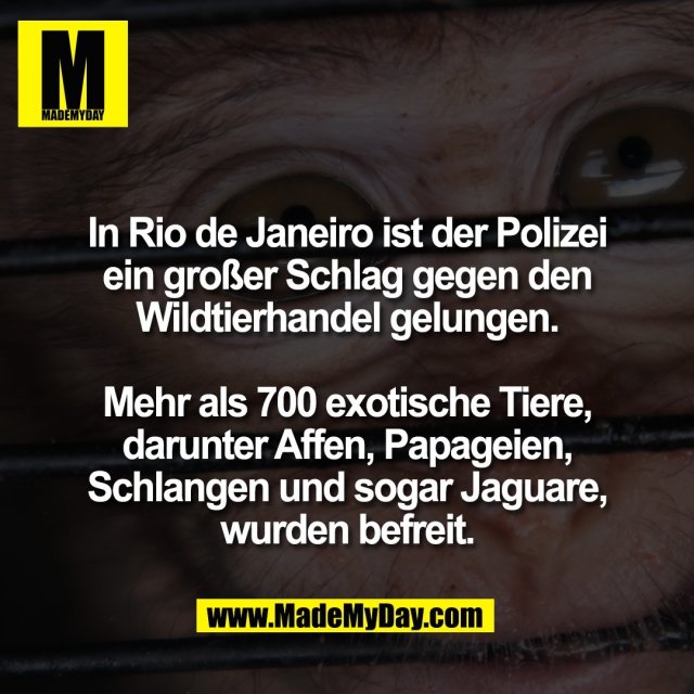 In Rio de Janeiro ist der Polizei<br />
ein großer Schlag gegen den<br />
Wildtierhandel gelungen.<br />
<br />
Mehr als 700 exotische Tiere,<br />
darunter Affen, Papageien,<br />
Schlangen und sogar Jaguare,<br />
wurden befreit.<br />
