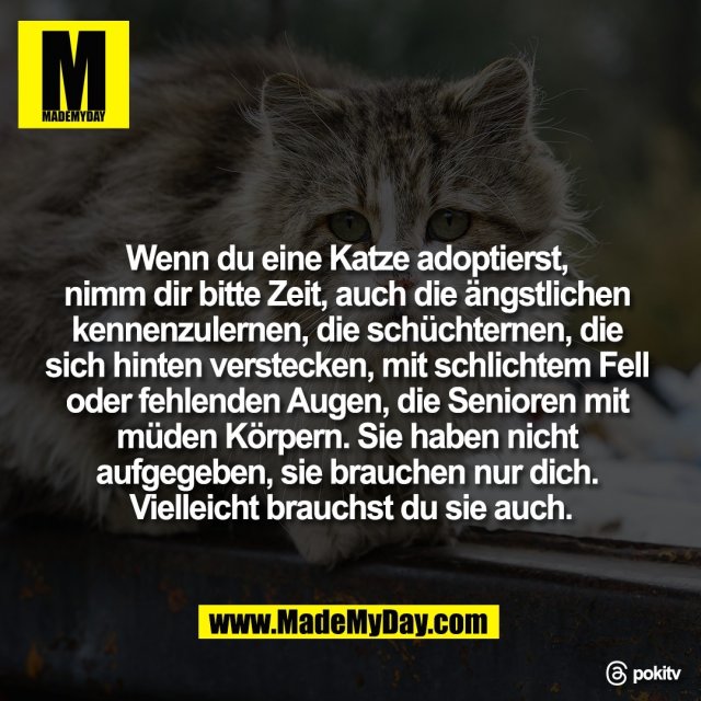 Wenn du eine Katze adoptierst, <br />
nimm dir bitte Zeit, auch die ängstlichen <br />
kennenzulernen, die schüchternen, die <br />
sich hinten verstecken, mit schlichtem Fell <br />
oder fehlenden Augen, die Senioren mit <br />
müden Körpern. Sie haben nicht <br />
aufgegeben, sie brauchen nur dich. <br />
Vielleicht brauchst du sie auch.<br />
<br />
Threads: pokitv
