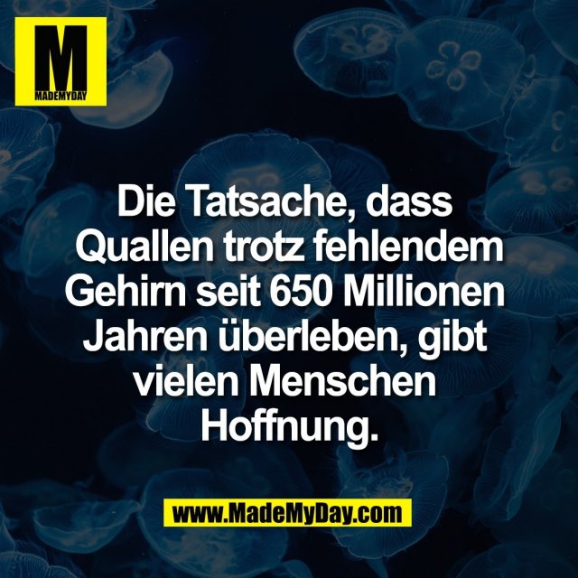 Die Tatsache, dass <br />
Quallen trotz fehlendem<br />
Gehirn seit 650 Millionen <br />
Jahren überleben, gibt <br />
vielen Menschen <br />
Hoffnung.