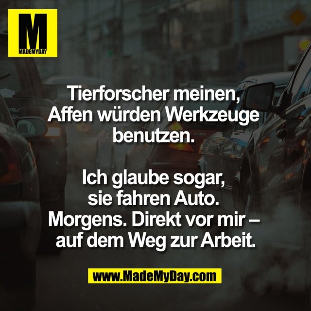 Tierforscher meinen, <br />
Affen würden Werkzeuge <br />
benutzen. <br />
<br />
Ich glaube sogar, <br />
sie fahren Auto. <br />
Morgens. Direkt vor mir – <br />
auf dem Weg zur Arbeit.