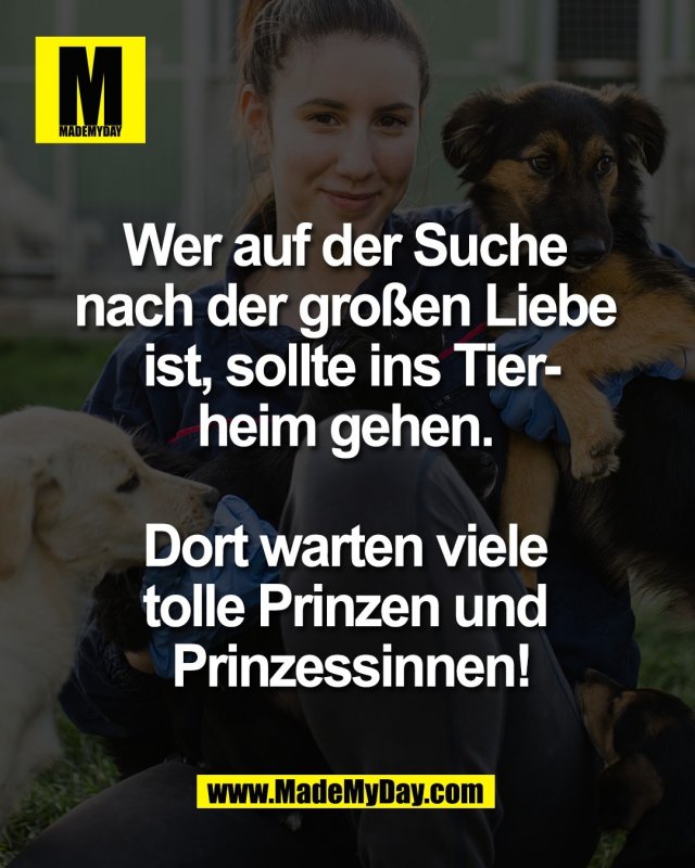 Wer auf der Suche <br />
nach der gro&szlig;en Liebe <br />
ist, sollte ins Tier-<br />
heim gehen. <br />
<br />
Dort warten viele <br />
tolle Prinzen und <br />
Prinzessinnen!