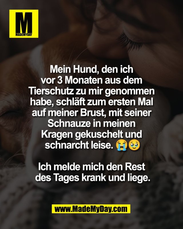 Mein Hund, den ich <br />
vor 3 Monaten aus dem <br />
Tierschutz zu mir genommen <br />
habe, schl&auml;ft zum ersten Mal <br />
auf meiner Brust, mit seiner <br />
Schnauze in meinen <br />
Kragen gekuschelt und <br />
schnarcht leise. 😭🥹<br />
<br />
Ich melde mich den Rest <br />
des Tages krank und liege.
