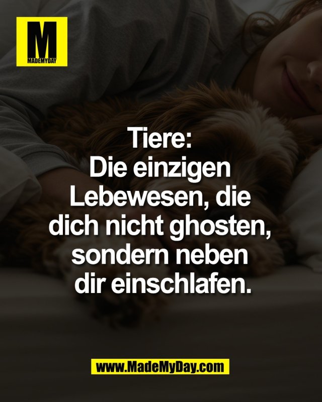 Tiere: <br />
Die einzigen <br />
Lebewesen, die <br />
dich nicht ghosten, <br />
sondern neben <br />
dir einschlafen.