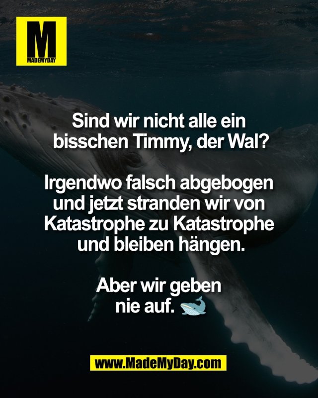 Sind wir nicht alle ein <br />
bisschen Timmy, der Wal?<br />
<br />
Irgendwo falsch abgebogen <br />
und jetzt stranden wir von <br />
Katastrophe zu Katastrophe <br />
und bleiben h&auml;ngen.<br />
<br />
Aber wir geben <br />
nie auf. 🐋