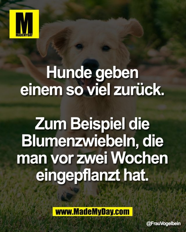 Hunde geben <br />
einem so viel zur&uuml;ck. <br />
<br />
Zum Beispiel die <br />
Blumenzwiebeln, die <br />
man vor zwei Wochen <br />
eingepflanzt hat.