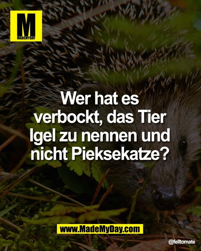 Wer hat es <br />
verbockt, das Tier <br />
Igel zu nennen und <br />
nicht Pieksekatze?