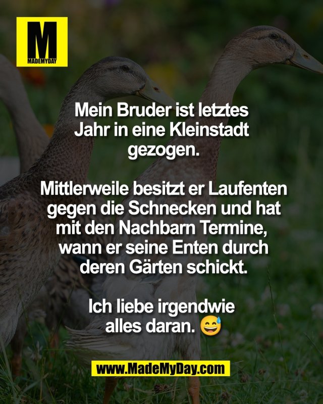 Mein Bruder ist letztes <br />
Jahr in eine Kleinstadt <br />
gezogen.<br />
<br />
Mittlerweile besitzt er Laufenten<br />
gegen die Schnecken und hat<br />
mit den Nachbarn Termine, <br />
wann er seine Enten durch<br />
deren G&auml;rten schickt.<br />
<br />
Ich liebe irgendwie <br />
alles daran. 😅
