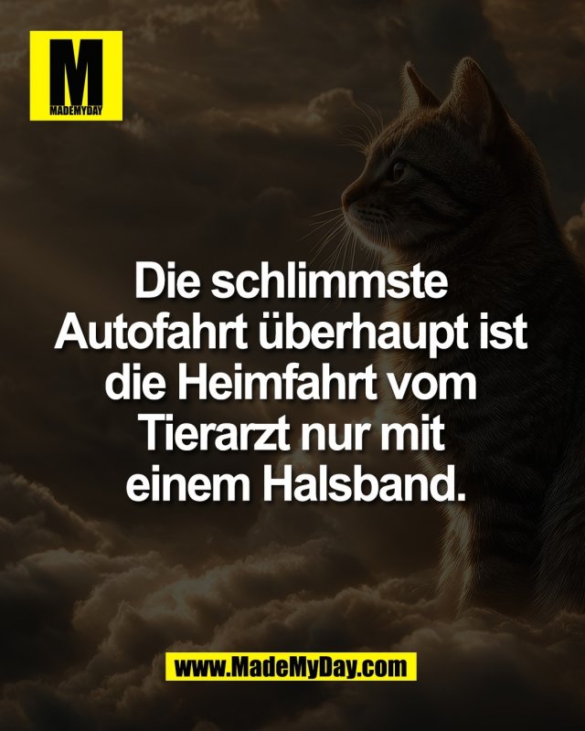 Die schlimmste <br />
Autofahrt &uuml;berhaupt ist <br />
die Heimfahrt vom <br />
Tierarzt nur mit <br />
einem Halsband.