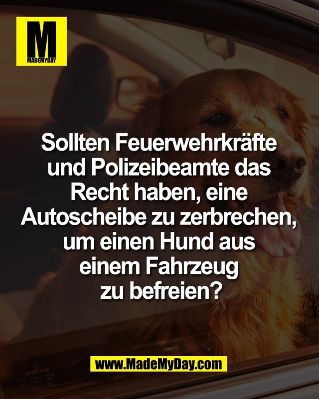 Sollten Feuerwehrkr&auml;fte <br />
und Polizeibeamte das <br />
Recht haben, eine <br />
Autoscheibe zu zerbrechen, <br />
um einen Hund aus <br />
einem Fahrzeug <br />
zu befreien?