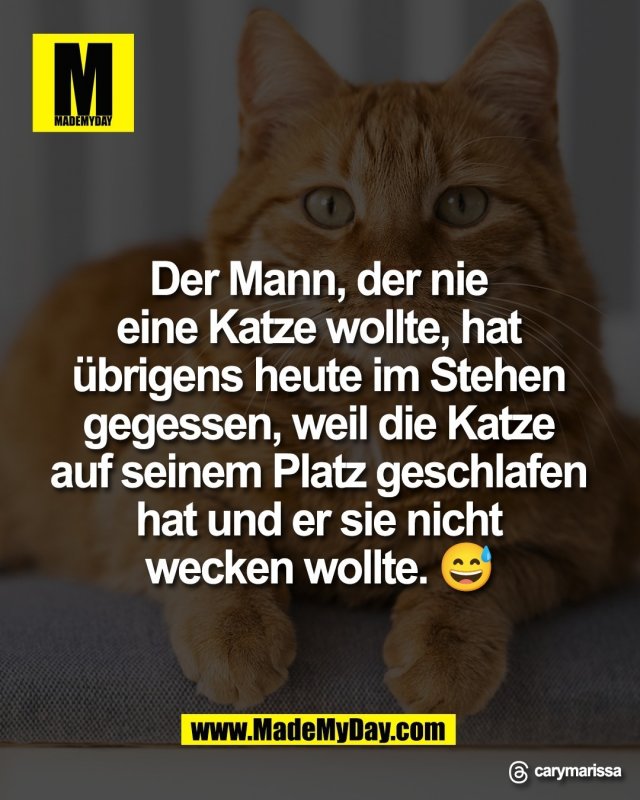 Der Mann, der nie <br />
eine Katze wollte, hat <br />
&uuml;brigens heute im Stehen <br />
gegessen, weil die Katze <br />
auf seinem Platz geschlafen <br />
hat und er sie nicht <br />
wecken wollte. 😅 <br />
<br />
Threads: carymarissa