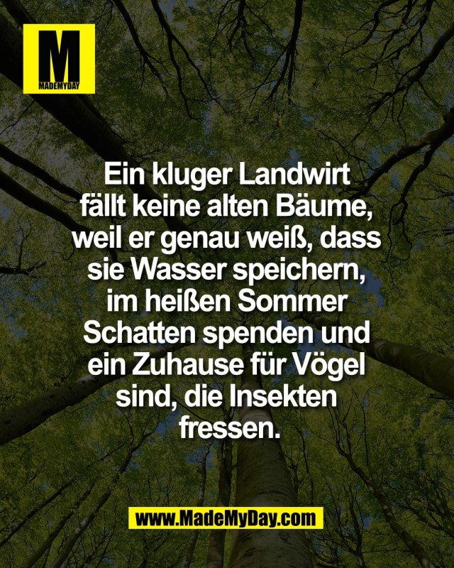 Ein kluger Landwirt <br />
f&auml;llt keine alten B&auml;ume, <br />
weil er genau wei&szlig;, dass <br />
sie Wasser speichern, <br />
im hei&szlig;en Sommer <br />
Schatten spenden und <br />
ein Zuhause f&uuml;r V&ouml;gel <br />
sind, die Insekten <br />
fressen.