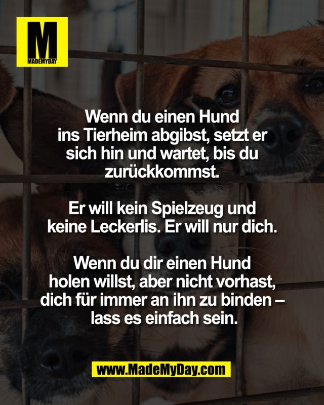 Wenn du einen Hund <br />
ins Tierheim abgibst, setzt er <br />
sich hin und wartet, bis du <br />
zur&uuml;ckkommst. <br />
<br />
Er will kein Spielzeug und <br />
keine Leckerlis. Er will nur dich. <br />
<br />
Wenn du dir einen Hund <br />
holen willst, aber nicht vorhast, <br />
dich f&uuml;r immer an ihn zu binden &ndash; <br />
lass es einfach sein.