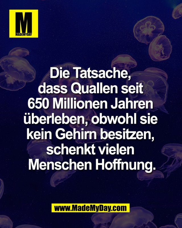 Die Tatsache, <br />
dass Quallen seit <br />
650 Millionen Jahren <br />
&uuml;berleben, obwohl sie <br />
kein Gehirn besitzen, <br />
schenkt vielen <br />
Menschen Hoffnung.