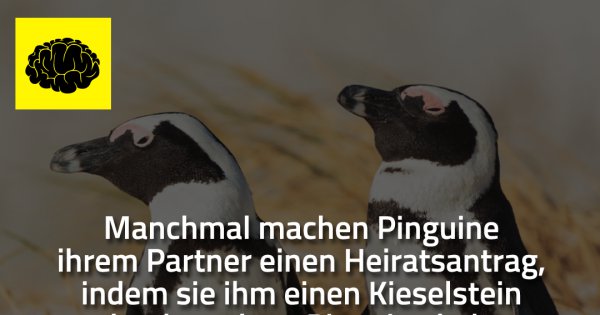 Manchmal Machen Pinguine Ihrem Partner Made My Day