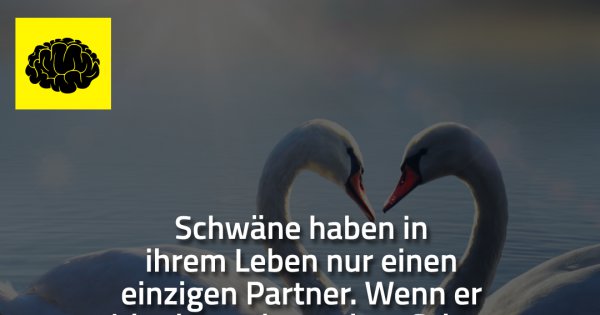 Schwäne haben in ihrem Leben Made My Day