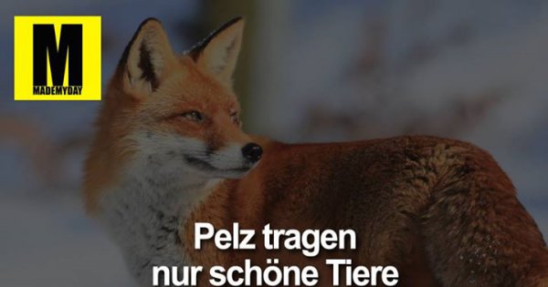 Download Perversa sprueche zum lachen For Free