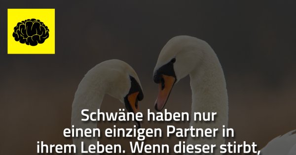 Schwäne haben nur einen einzigen Made My Day