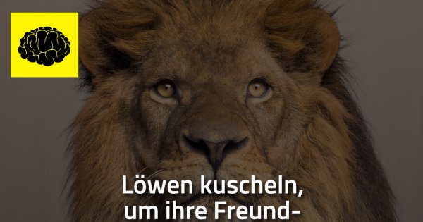 Kuscheln freundschaft