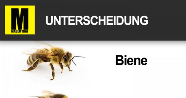 Unterscheidung Biene Hummel Made My Day