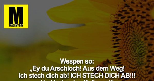 Wespen So Ey Du Arschloch Made My Day