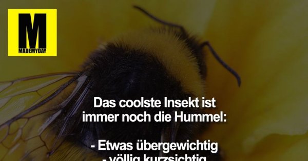 Das coolste Insekt ist immer Made My Day
